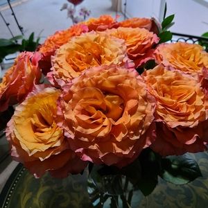 Meet your Posher, Martha